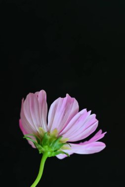 Koyu arkaplanda güzel çiçekler, yaz konsepti, yakın manzara 