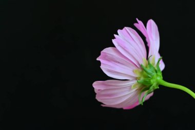 Koyu arkaplanda güzel çiçekler, yaz konsepti, yakın manzara 