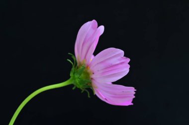 Koyu arkaplanda güzel çiçekler, yaz konsepti, yakın manzara 