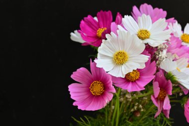 Koyu arkaplanda güzel çiçekler, yaz konsepti, yakın manzara 