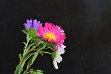 Koyu arkaplanda güzel çiçekler, yaz konsepti, yakın manzara 