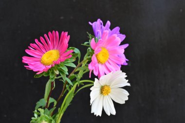 Koyu arkaplanda güzel çiçekler, yaz konsepti, yakın manzara 