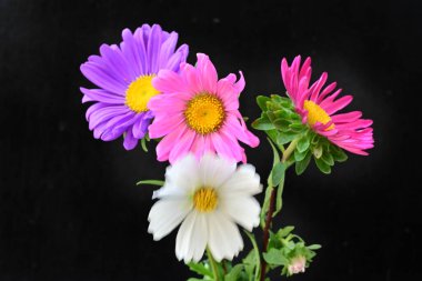 Koyu arkaplanda güzel çiçekler, yaz konsepti, yakın manzara 