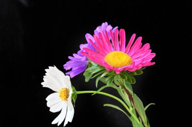 Koyu arkaplanda güzel çiçekler, yaz konsepti, yakın manzara 