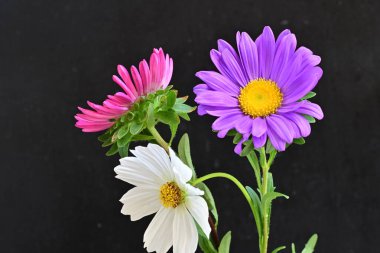 Koyu arkaplanda güzel çiçekler, yaz konsepti, yakın manzara 