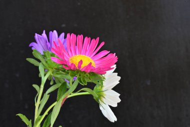 Koyu arkaplanda güzel çiçekler, yaz konsepti, yakın manzara 