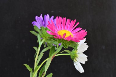 Koyu arkaplanda güzel çiçekler, yaz konsepti, yakın manzara 