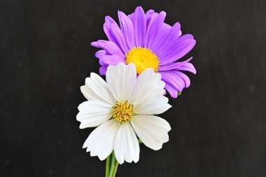 Siyah arka planda güzel renkli kozmos çiçekleri