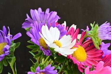 Siyah arka planda güzel renkli kozmos çiçekleri 