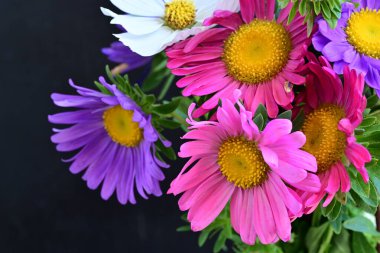 Siyah arka planda güzel renkli kozmos çiçekleri