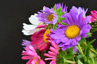 Siyah arka planda güzel renkli kozmos çiçekleri