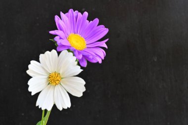 Siyah arka planda güzel renkli kozmos çiçekleri