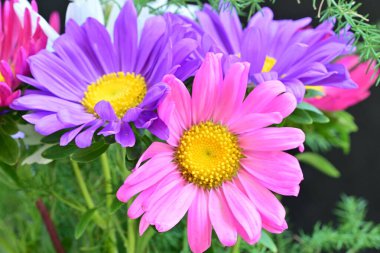 Siyah arka planda güzel renkli kozmos çiçekleri