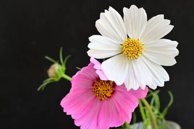 Siyah arka planda güzel renkli kozmos çiçekleri