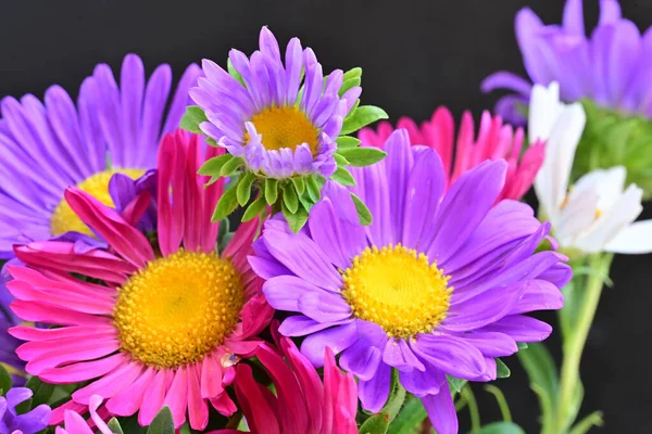 Siyah arka planda güzel renkli kozmos çiçekleri