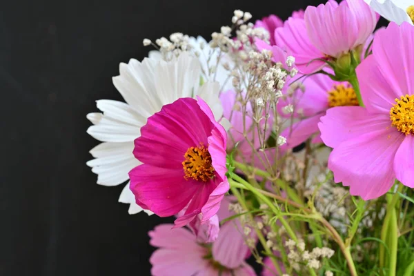 Siyah arka planda güzel renkli kozmos çiçekleri 
