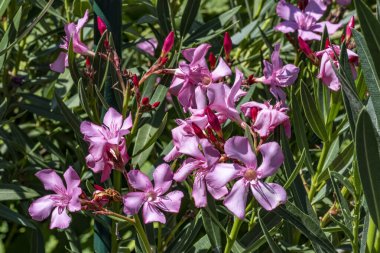 Bahçedeki güzel çiçekler