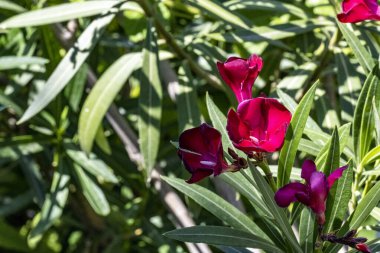 Bahçedeki kırmızı çiçekler