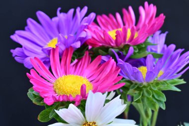 Koyu arkaplanda güzel çiçekler, yaz konsepti, yakın manzara 