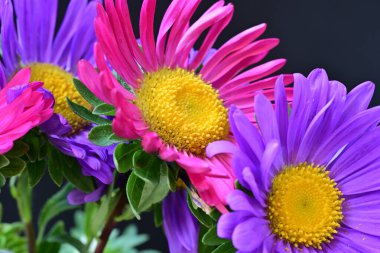 Koyu arkaplanda güzel çiçekler, yaz konsepti, yakın manzara 