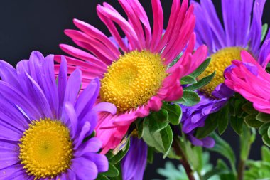 Koyu arkaplanda güzel çiçekler, yaz konsepti, yakın manzara 