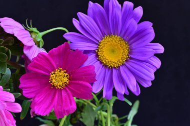 Koyu arkaplanda güzel çiçekler, yaz konsepti, yakın manzara 