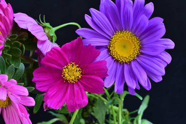 Koyu arkaplanda güzel çiçekler, yaz konsepti, yakın manzara 