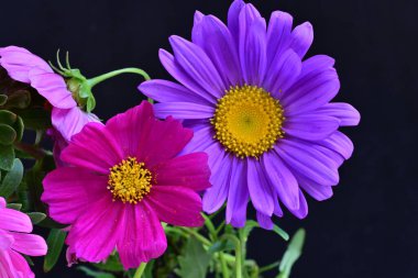 Koyu arkaplanda güzel çiçekler, yaz konsepti, yakın manzara 