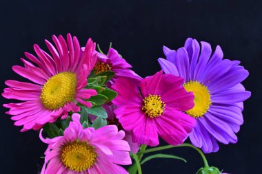 Koyu arkaplanda güzel çiçekler, yaz konsepti, yakın manzara 