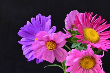 Koyu arkaplanda güzel çiçekler, yaz konsepti, yakın manzara 