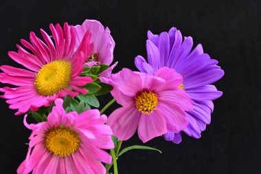 Koyu arkaplanda güzel çiçekler, yaz konsepti, yakın manzara 