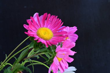 Koyu arkaplanda güzel çiçekler, yaz konsepti, yakın manzara 