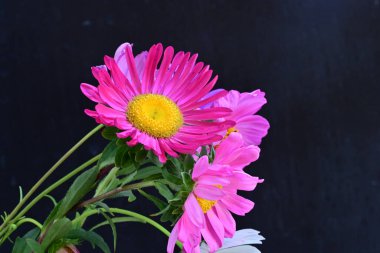 Koyu arkaplanda güzel çiçekler, yaz konsepti, yakın manzara 