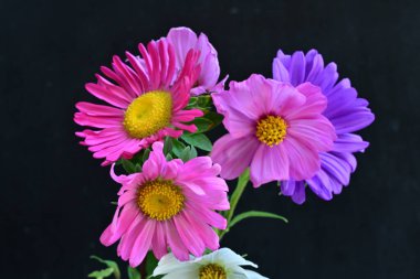 Koyu arkaplanda güzel çiçekler, yaz konsepti, yakın manzara 