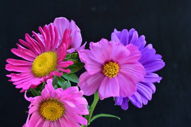 Koyu arkaplanda güzel çiçekler, yaz konsepti, yakın manzara 