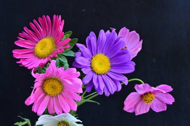 Koyu arkaplanda güzel çiçekler, yaz konsepti, yakın manzara 