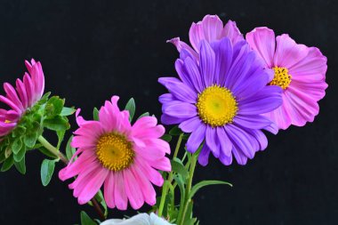 Koyu arkaplanda güzel çiçekler, yaz konsepti, yakın manzara 