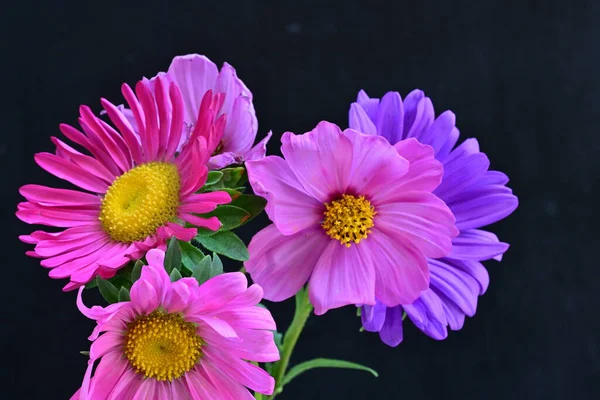 Koyu arkaplanda güzel çiçekler, yaz konsepti, yakın manzara 