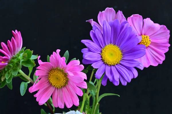 Koyu arkaplanda güzel çiçekler, yaz konsepti, yakın manzara 