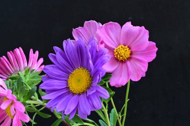 Koyu arkaplanda güzel çiçekler, yaz konsepti, yakın manzara 