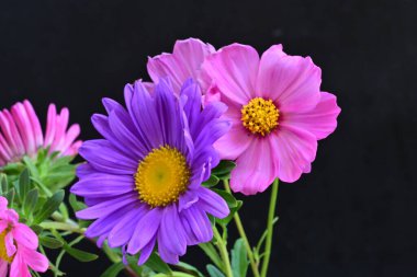 Koyu arkaplanda güzel çiçekler, yaz konsepti, yakın manzara 