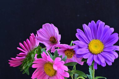 Koyu arkaplanda güzel çiçekler, yaz konsepti, yakın manzara 