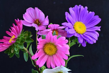 Koyu arkaplanda güzel çiçekler, yaz konsepti, yakın manzara 