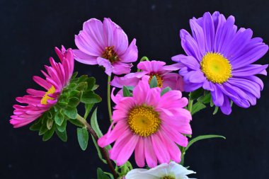 Koyu arkaplanda güzel çiçekler, yaz konsepti, yakın manzara 