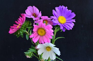 Koyu arkaplanda güzel çiçekler, yaz konsepti, yakın manzara 