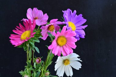 Koyu arkaplanda güzel çiçekler, yaz konsepti, yakın manzara 