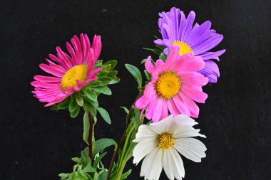 Koyu arkaplanda güzel çiçekler, yaz konsepti, yakın manzara 