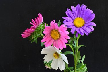 Koyu arkaplanda güzel çiçekler, yaz konsepti, yakın manzara 