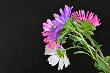 Koyu arkaplanda güzel çiçekler, yaz konsepti, yakın manzara 