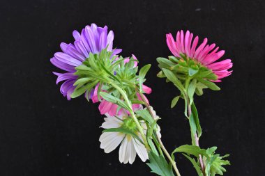 Koyu arkaplanda güzel çiçekler, yaz konsepti, yakın manzara 